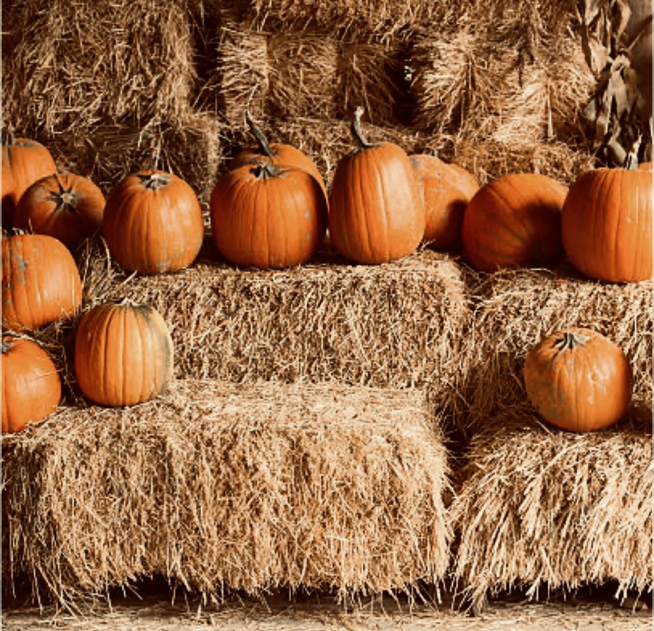 Arbutus Meadows Arbutus Meadows site